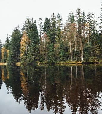 Forest Lake